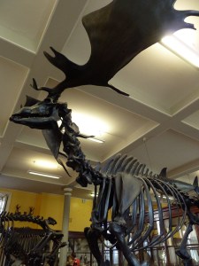 Irish Elk Skeleton