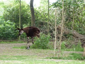 Okapi at Dublin Zoo