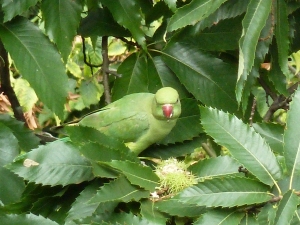 Green Parrot at Kew
