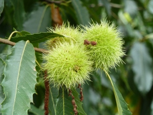 Sweet Chestnuts on the tree