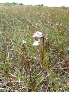 Bog Cotton, by CrawCrafts Beasties