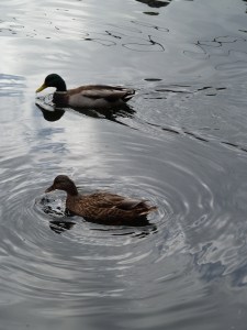 Ducks at the Canal, by CrawCrafts Beasties