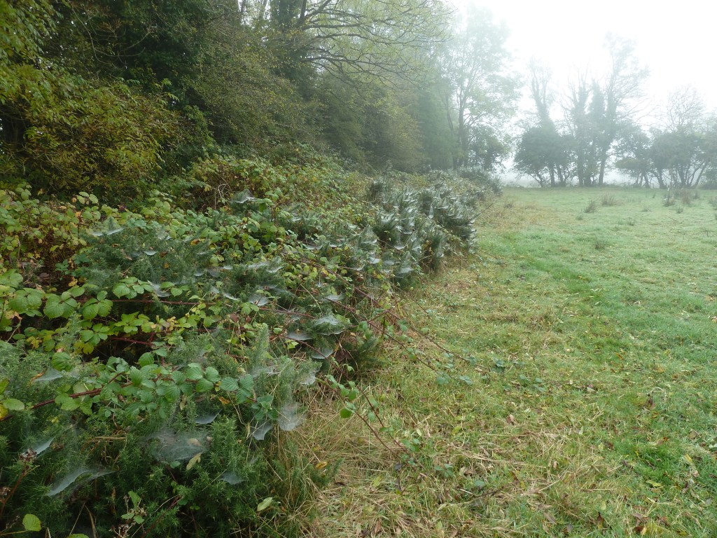 Misty Mornings in Roscommon - CrawCrafts Beasties