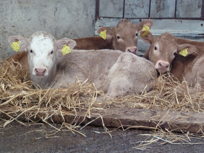 Cosy Calves - CrawCrafts Beasties