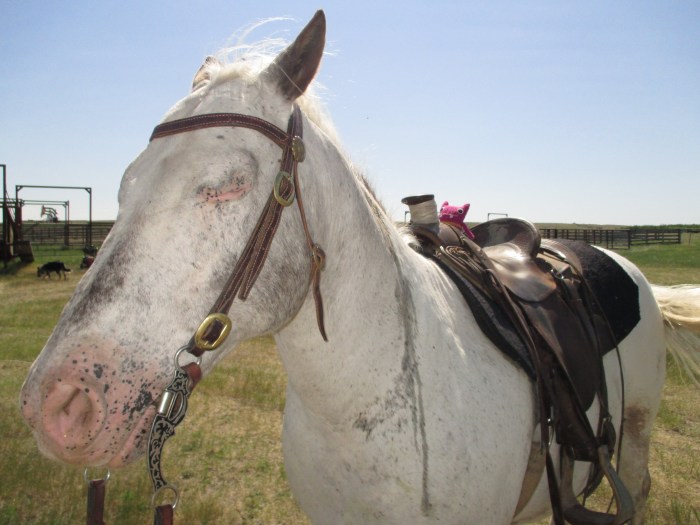 Saddle Up! N Couture/CrawCrafts Beasties