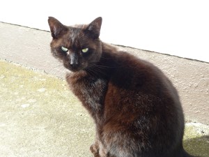 Gizmo Strikes a Pose - CrawCrafts Beasties