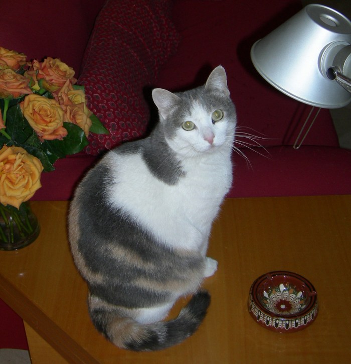 Tris, the Inspiration for the BeastieKitty! A de Girolamo/CrawCrafts Beasties