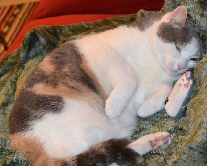 Tris and the Beastiekitty - A de Girolamo/CrawCrafts Beasties