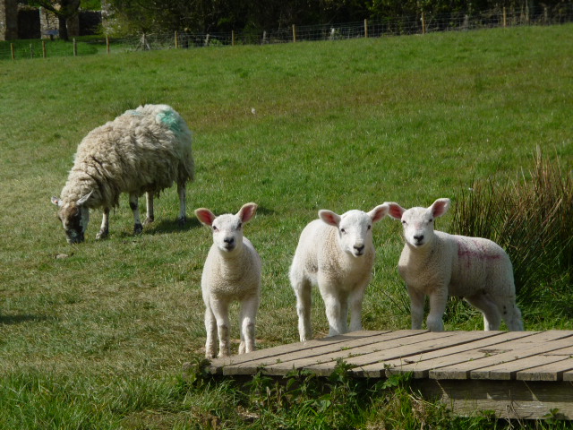 Proto-Beasties? H Crawford/CrawCrafts Beasties