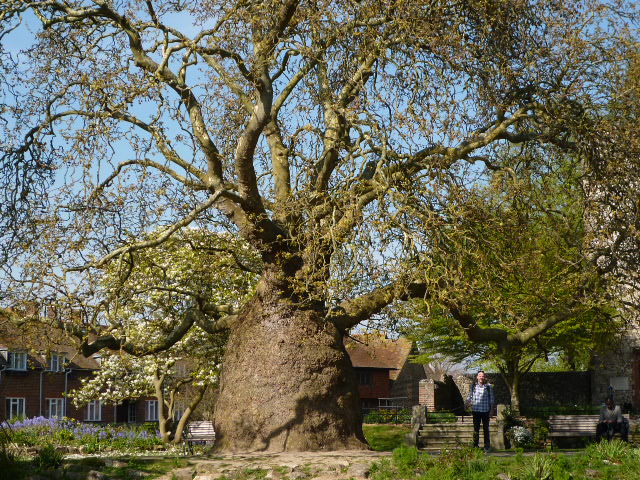Plane Tree in Canterbury - H Crawford/CrawCrafts Beasties