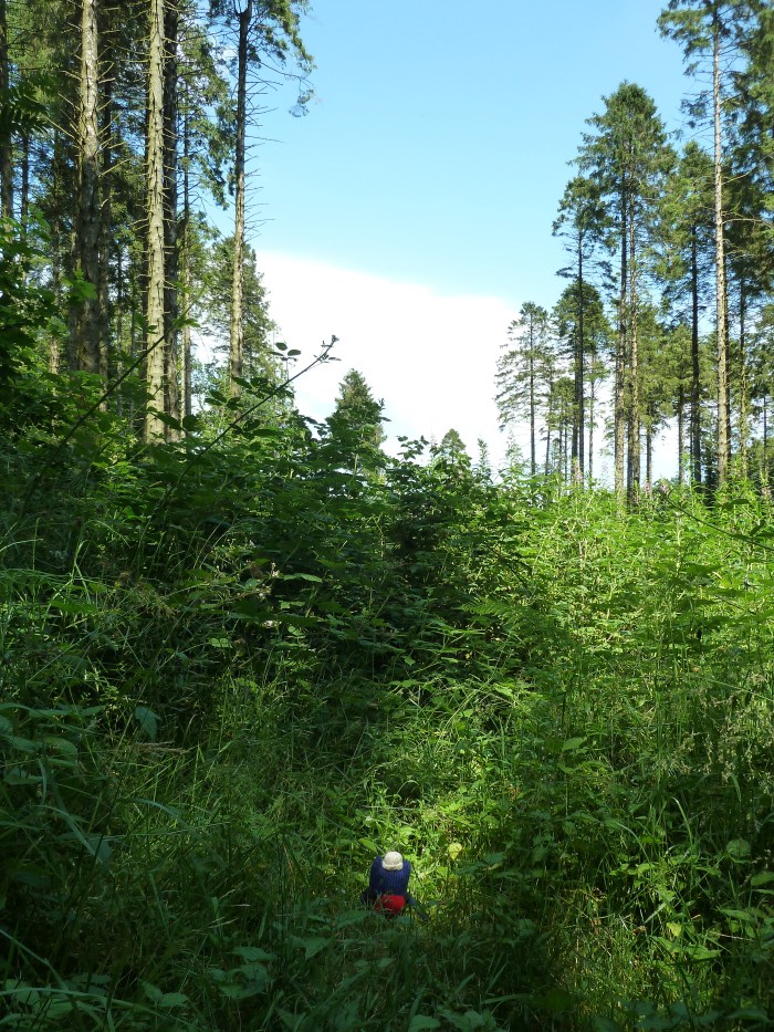Explorer Beastie Tackles the Undergrowth - CrawCrafts Beasties