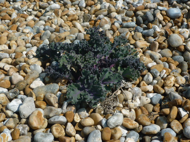 Mmm, lunch! H Crawford/CrawCrafts Beasties