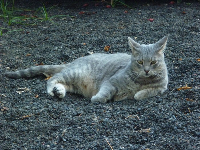 Meeting the Locals... Sort of. H Crawford/CrawCrafts Beasties