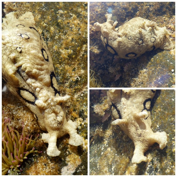 Sea Slug - H Crawford/CrawCrafts Beasties