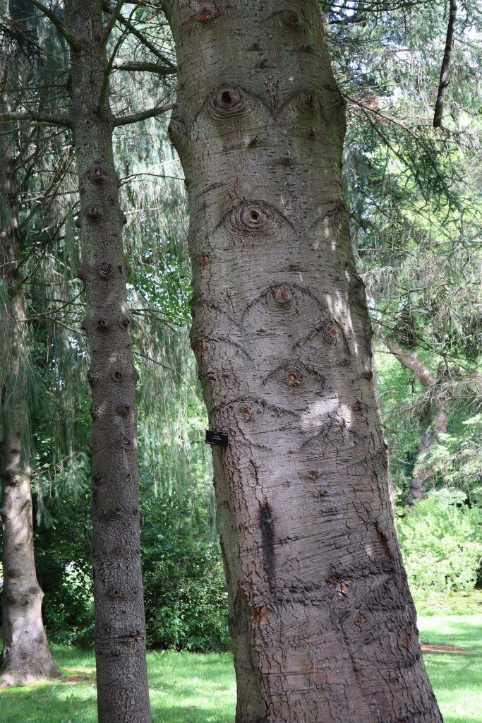 Spooky Tree - Botanic Gardens Dublin - CrawCrafts Beasties
