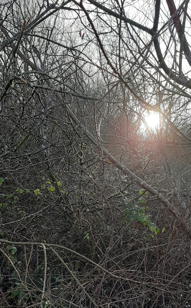 Thicket - Countryside Christmas - CrawCrafts Beasties