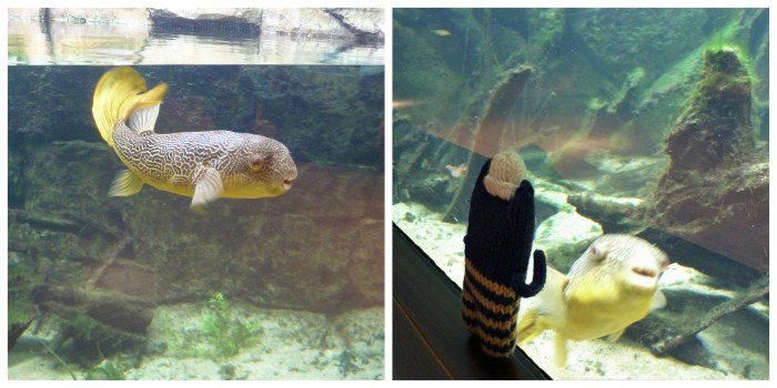Giant Puffer Fish at Aquazoo - CrawCrafts Beasties