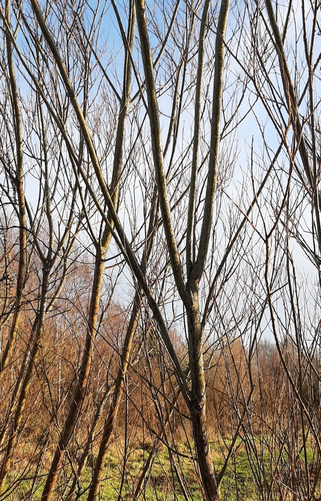 Willows - Countryside Christmas - CrawCrafts Beasties