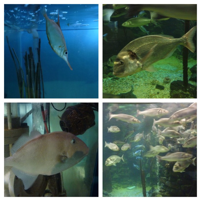 Fish! Anglesey Sea Zoo - H Crawford/CrawCrafts Beasties