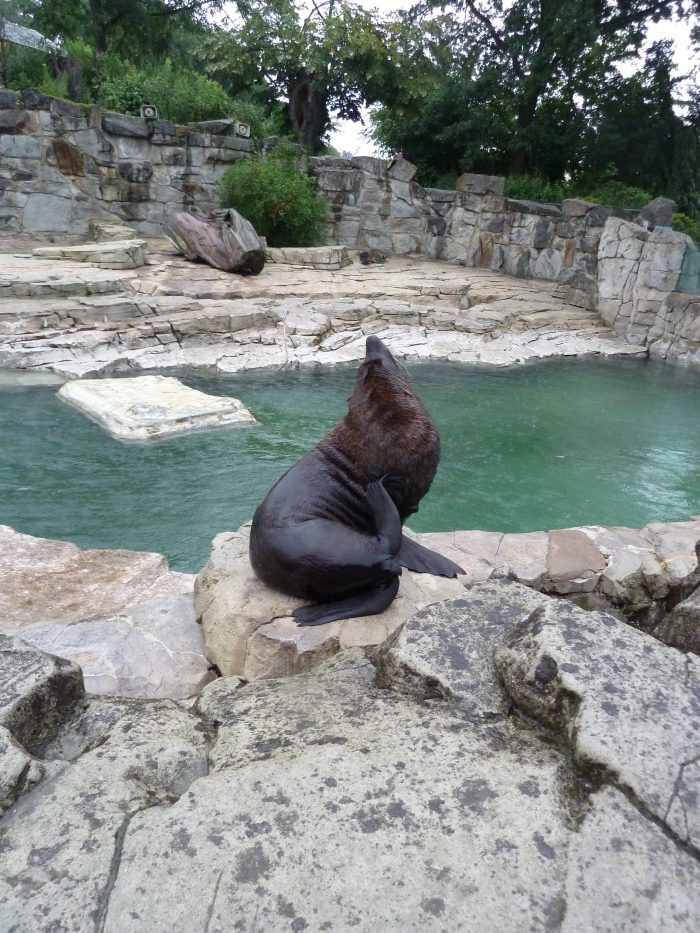 Sea Lion Enjoying the Rain at Frankfurt Zoo - CrawCrafts Beasties