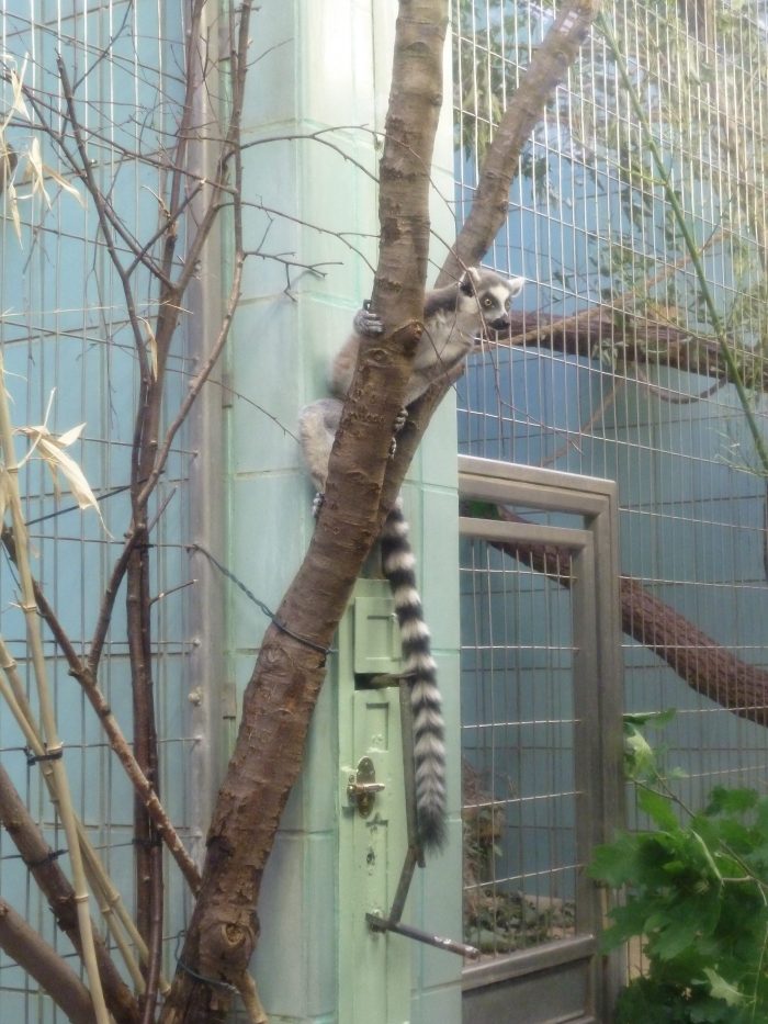 Escapee Lemur! CrawCrafts Beasties