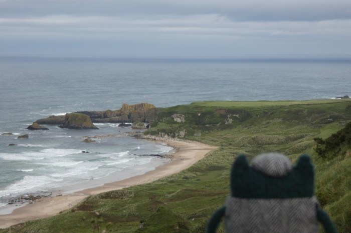 Plunkett at White Park Bay -  Crawford/CrawCrafts Beasties