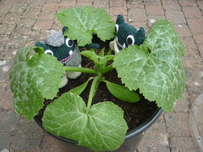 Any courgettes growing yet? H Crawford/CrawCrafts Beasties