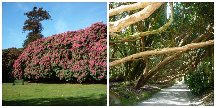 Giant Rhododendrons at Heligan - H Crawford/CrawCrafts Beasties