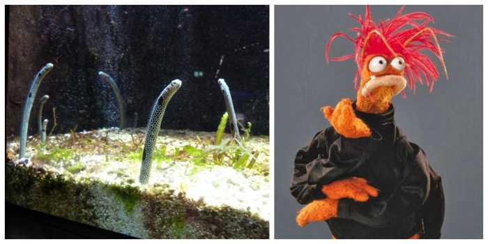 Sand Eels and Pepe the Prawn - CrawCrafts Beasties