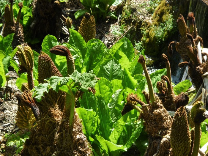 Triffids? Monster Plants at Heligan - H Crawford/CrawCrafts Beasties