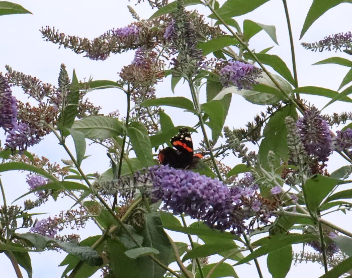 Red Admiral Butterfly at Dublin's Botanic Gardens - CrawCrafts Beasties