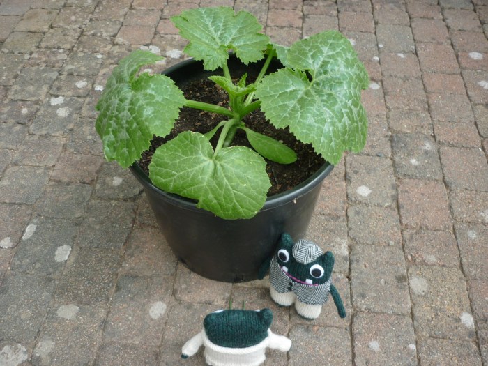 Courgette Plant's New Home - H Crawford/CrawCrafts Beasties