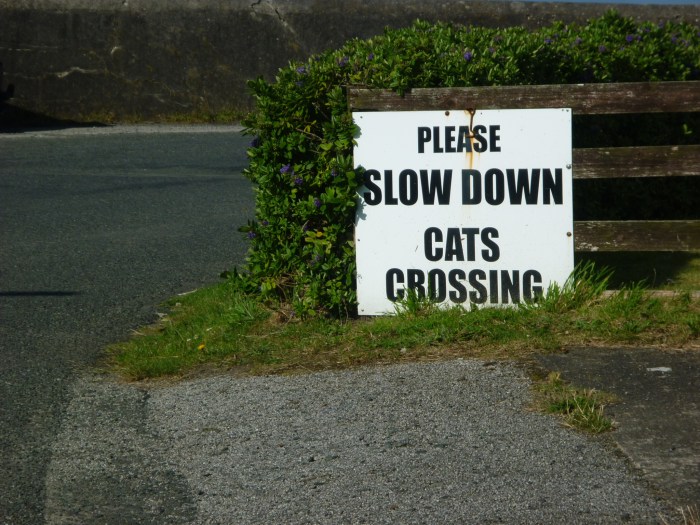 Cat Crossing at the Lighthouse - CrawCrafts Beasties