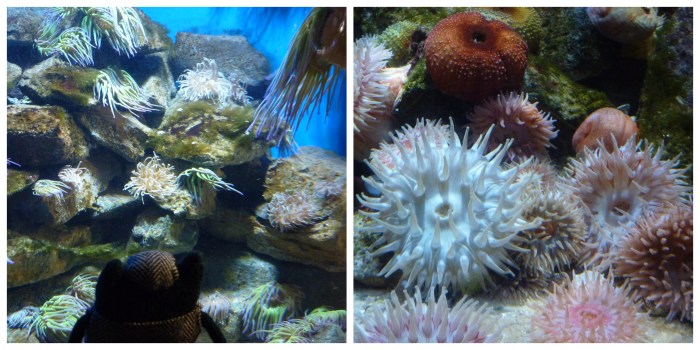 Plunkett and the Anemones - H Crawford/CrawCrafts Beasties