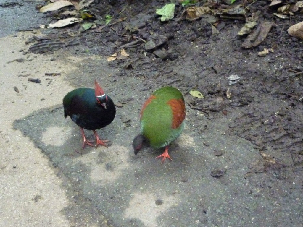 Plunkett's Feathered Friends - H Crawford/CrawCrafts Beasties