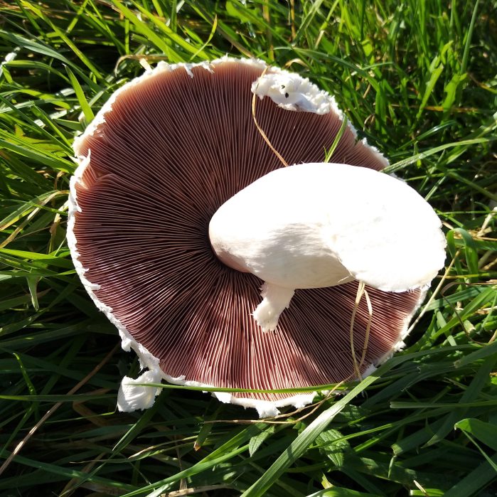 Monster Mushroom ahoy! CrawCrafts Beasties