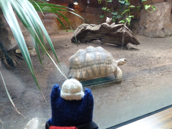 Tortoises at Aquazoo - CrawCrafts Beasties