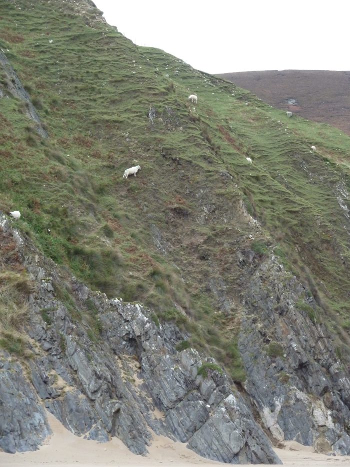 Intrepid Cliff Climbing Sheep - CrawCrafts Beasties