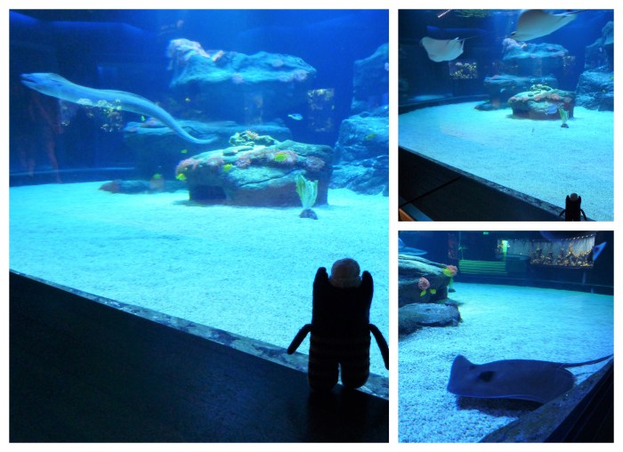 The Reef Tank at Aquazoo - CrawCrafts Beasties