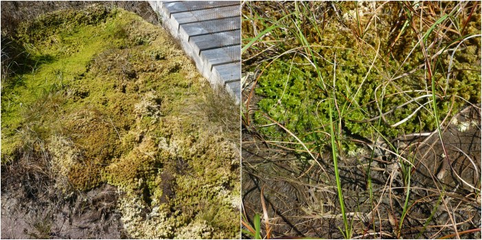 All the Mosses of the Bog - H Crawford/CrawCrafts Beasties