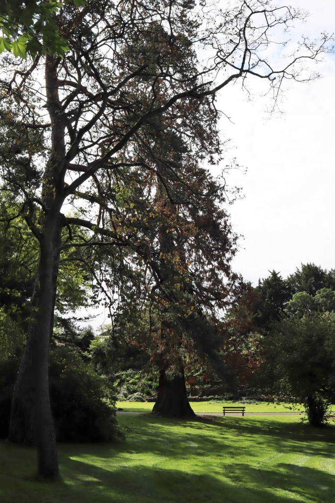 Monster Trees at the Botanic Gardens - CrawCrafts Beasties