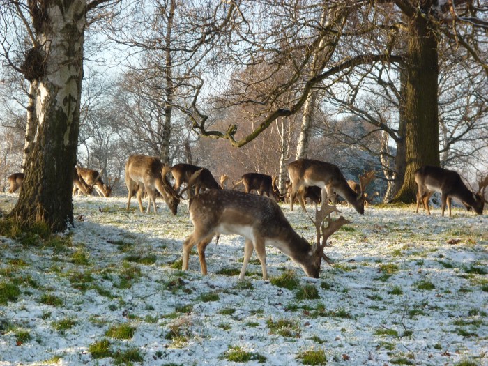 Deer in the Phoenix Park, Dublin - CrawCrafts Beasties