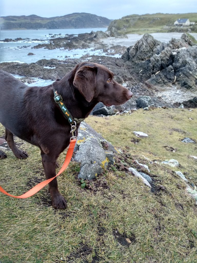 A Furry Friend for Our Road Trip - CrawCrafts Beasties